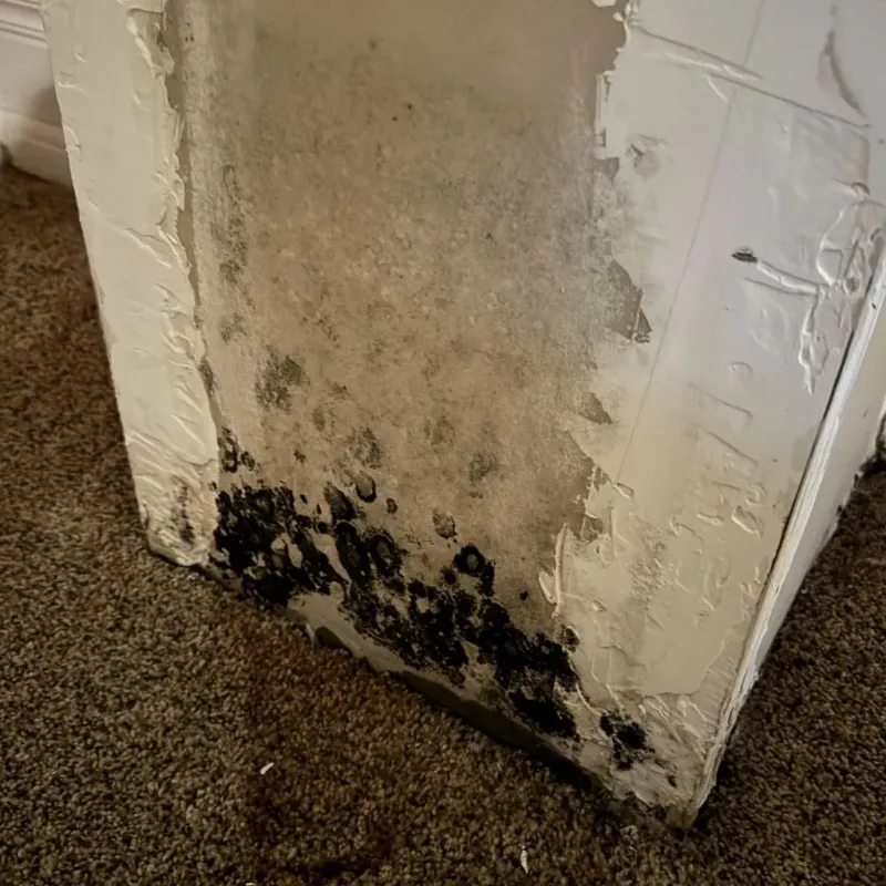 Professional Mold Removal in Winslow, AZ